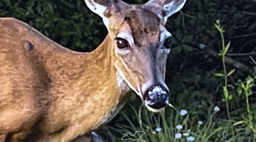 A female white tailed deer keeps a watchful eye open and keeps herself in front of her nursing fawn.