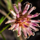 Photo Essay:  The Life of the Coastal Plain Palafox Flower