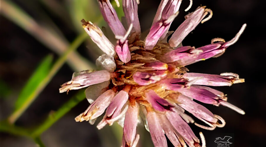 This pretty coastal plain Palafox flower is in full bloom with nice pink florets.