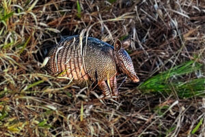 An armadillo takes a little break from rooting around in the grass looking for things to eat.