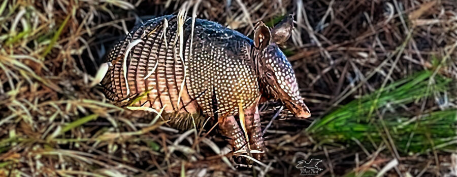 An armadillo takes a little break from rooting around in the grass looking for things to eat.