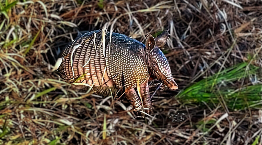 An armadillo takes a little break from rooting around in the grass looking for things to eat.