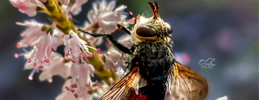 Between the hairs on this little bristle fly and all the protruding stamens on these flowers there were things sticking out everywhere.