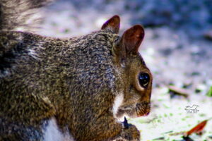 A female squirrel fills herself up on food from my feeding station.