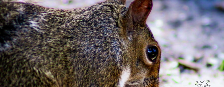 A female squirrel fills herself up on food from my feeding station.