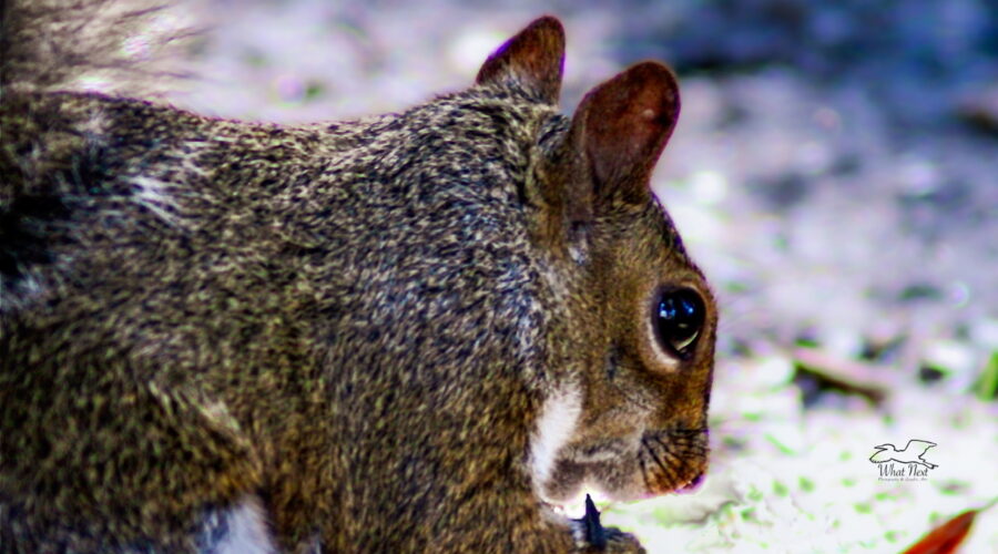 A female squirrel fills herself up on food from my feeding station.