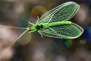 A green lacewing perches momentarily on a glass window, allowing the light to pass through her beautiful wings.