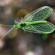 Seeing this Beautiful Green Lacewing was a Surprise