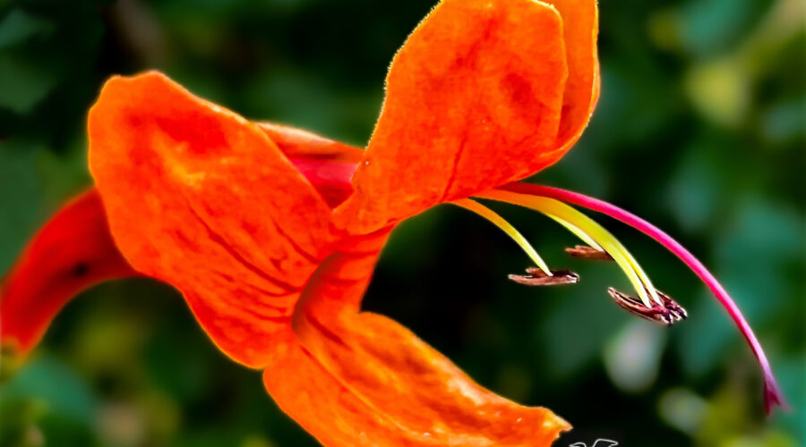 Cape honeysuckle flowers have a beautiful blushing reddish color and exquisite elongated stamens and pistil.