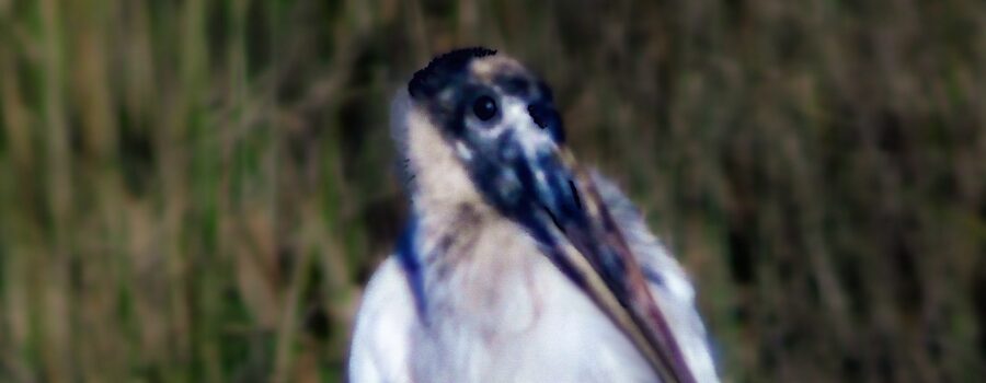 A juvenile wood stork hangs out on the side a rural Florida road.
