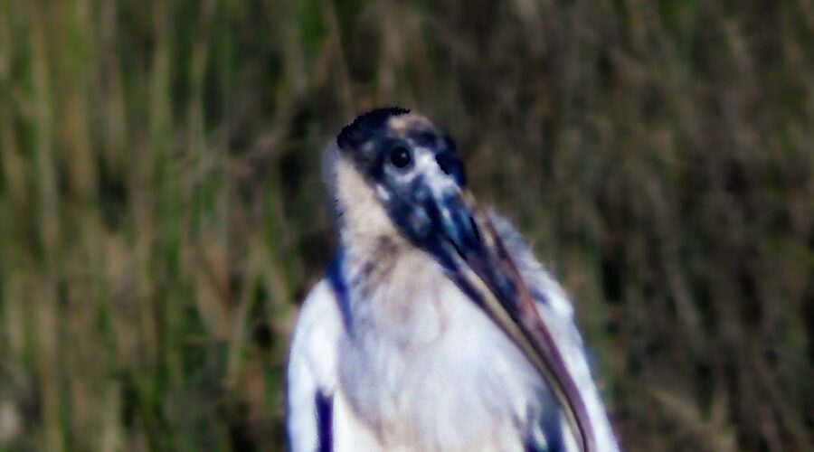 A juvenile wood stork hangs out on the side a rural Florida road.