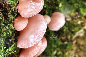 Rosy oysterlings grow on dead trees, and downed branches or logs.