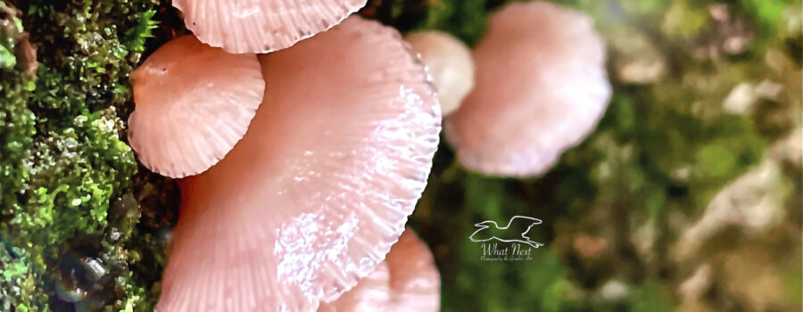 Rosy oysterlings grow on dead trees, and downed branches or logs.