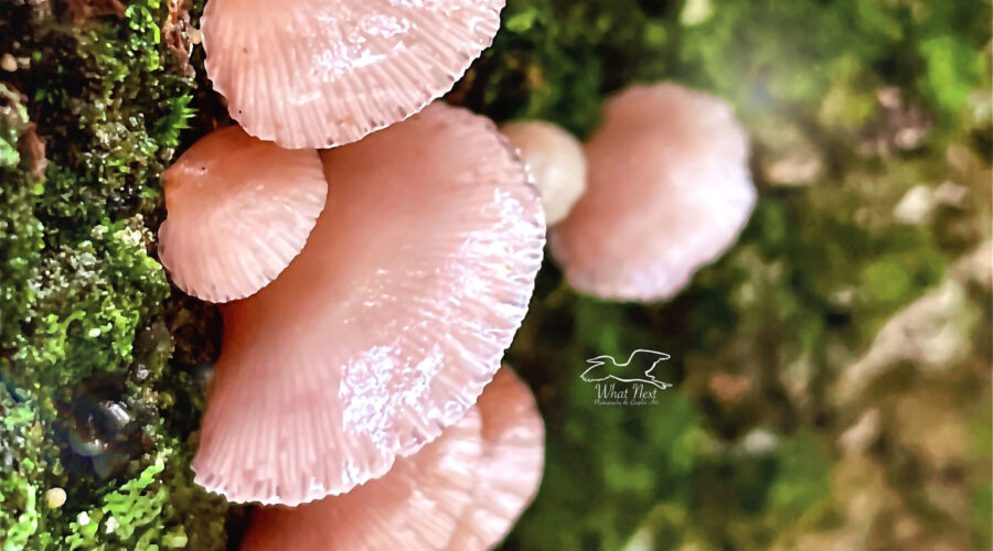 Rosy oysterlings grow on dead trees, and downed branches or logs.