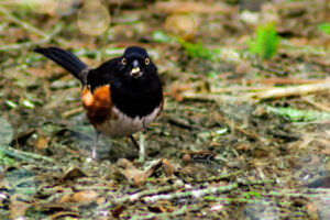 The little rufous sided towhee ran out to the feed, grabbed a piece of cracked corn and raced off again to eat.