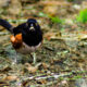 This Beautiful Rufous Sided Towhee has Become a Regular