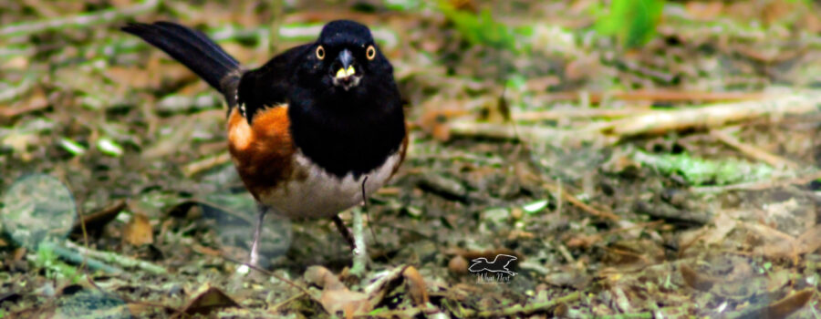 The little rufous sided towhee ran out to the feed, grabbed a piece of cracked corn and raced off again to eat.