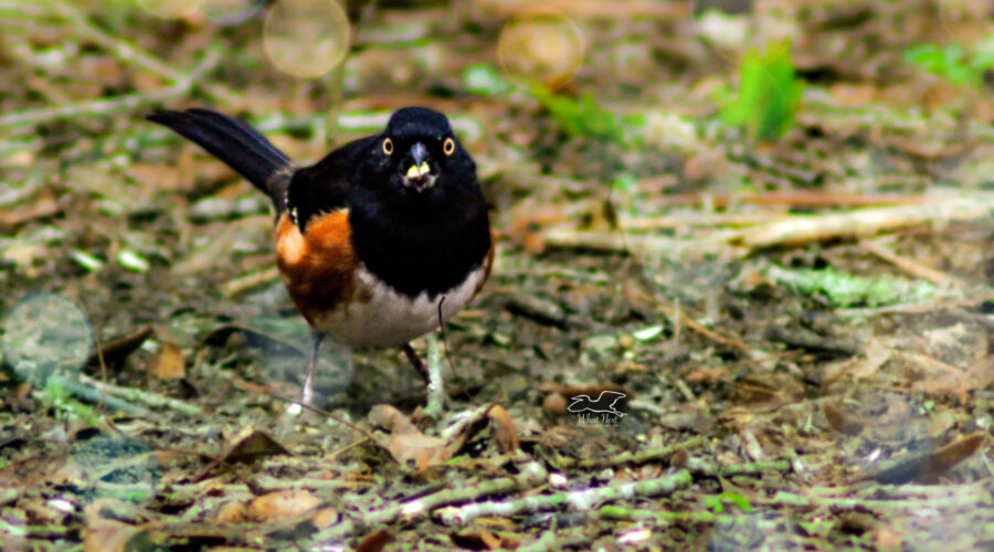 The little rufous sided towhee ran out to the feed, grabbed a piece of cracked corn and raced off again to eat.