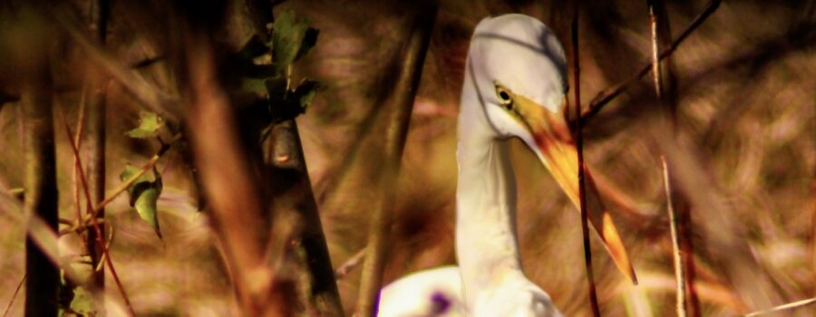 This white egret was concentrating heavily on the water while looking for fish. It thought it was hidden from view by the surrounding brush.