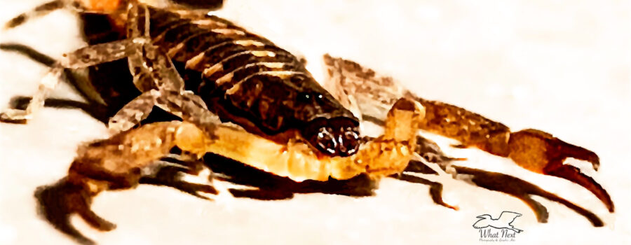 The Hentz striped scorpion can grab you with its pincers or it can sting you with its tail.