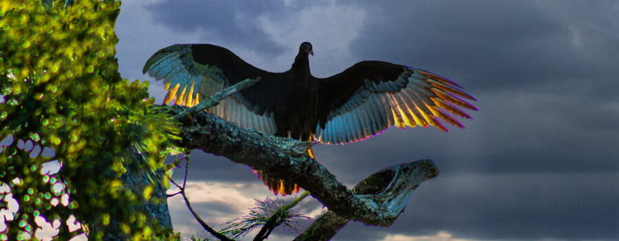 A turkey vulture spreads its wings and catches the sunlight in its feathers.