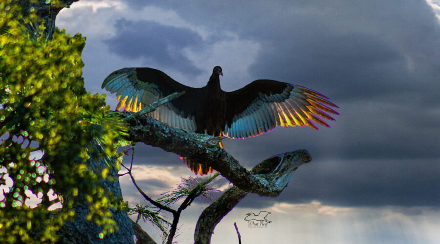 A turkey vulture spreads its wings and catches the sunlight in its feathers.