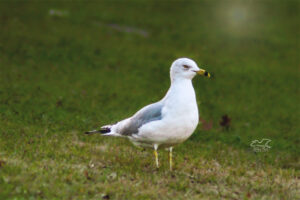 A ring billed gull stands regally in the grass on a sunny afternoon.