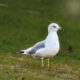 Ring Billed Gulls are Very Interesting and Outgoing Birds