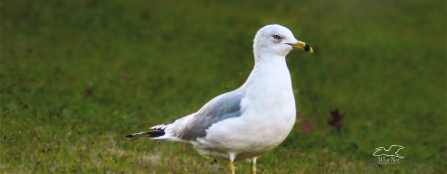 A ring billed gull stands regally in the grass on a sunny afternoon.