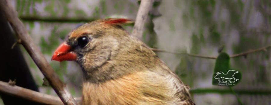 Momma cardinal has gotten all her feathers back and has great color, especially in her wings and on her crest.