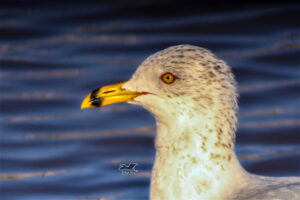 This profile shot of a ring billed gull shows why it has that common name.