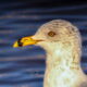 Ring Billed Gulls have Forward and Interesting Personalities
