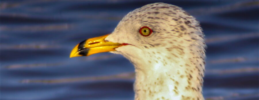 This profile shot of a ring billed gull shows why it has that common name.