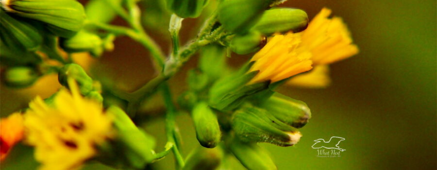 Carolina desert chicory is on of the first flowers to start blossoming every spring. This bunch is just getting started.