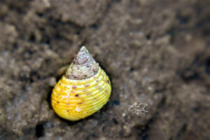 A marsh periwinkle snail shows off it beautiful color and helical structure.