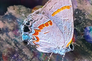 A pretty little red banded hairstreak butterfly is perched on a piece of weathered board as it rubs its wings together to distribute pheromones.