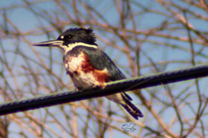A female belted kingfisher surveys her territory from a telephone line.