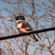 Belted Kingfishers are Beautiful Residents
