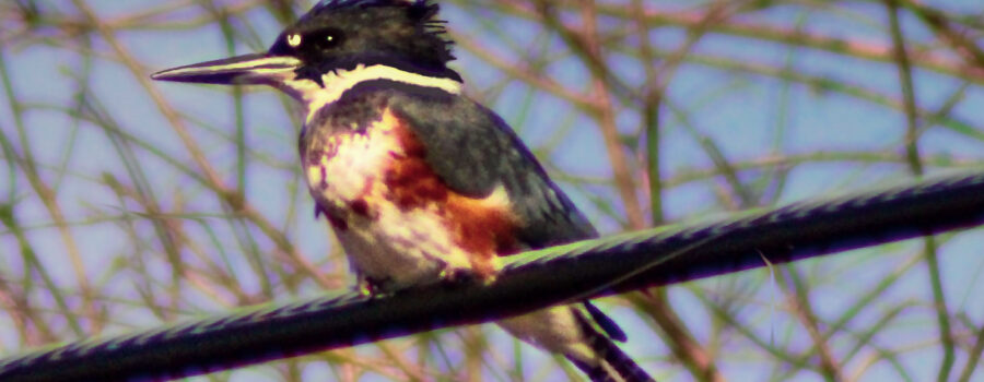 A female belted kingfisher surveys her territory from a telephone line.