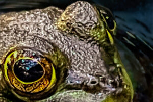 An American bullfrog floats in a pond enjoying some warm afternoon sun.