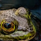 The Beautiful American Bullfrog has Made His First Spring Appearance
