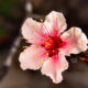 Peach Flowers are a Beautiful Pink and Come Out Early