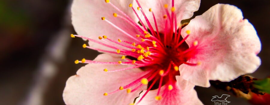 Peach flowers bloom before leaves sprout, so they tend to start early in the spring.