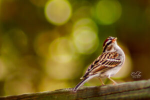A little chipping sparrow looks over it’s shoulder while keeping an eye out for predators.