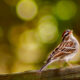 Colorful Little Chipping Sparrows are Migrating Through Florida
