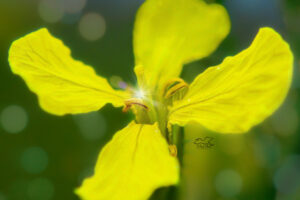 A wild radish blossom glows warmly in the afternoon sun.