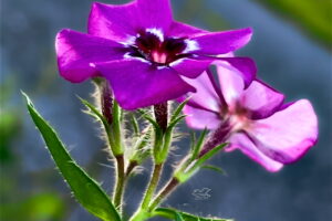 A pair of Drummond’s phlox flowers are the first ones seen by the author/artist this spring.