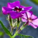 The First Beautiful Phlox Flowers are Here