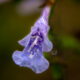 Another First Flower for this Spring is a Beautiful Lyreleaf Sage