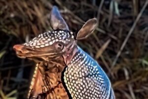 An armadillo sniffs the air before stepping out into a clearing in the woods.